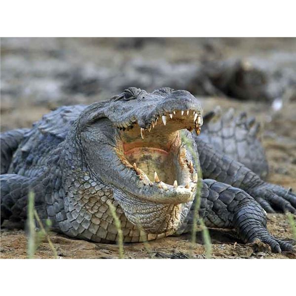 CROCODILE FROM KEMP AFRICAN SAFARIS