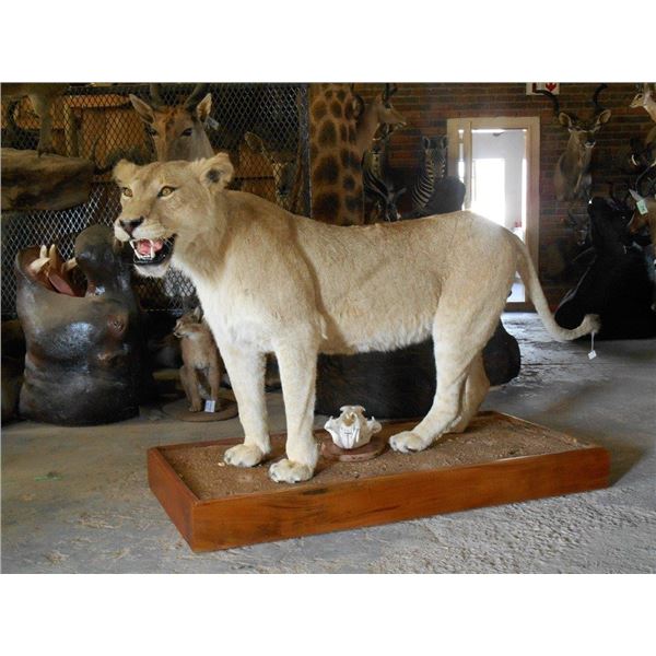 MYNYATI SAFARIS-LIONESS