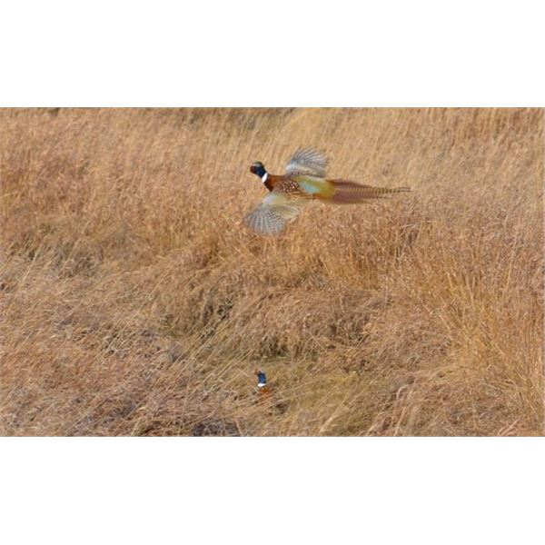 SAFARI UNLIMITED – UPLAND PHEASANT
