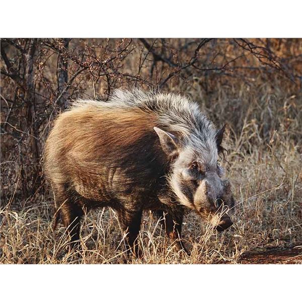 UMZIKI HUNTING SAFARIS- BUSHPIG PLUS