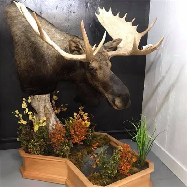 Lifesize Mount from True-Life Taxidermy