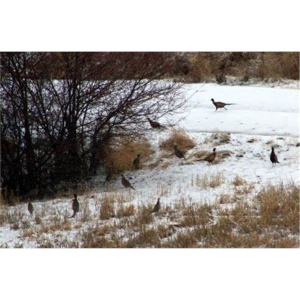 Pheasant Hunting for 1-2 Hunters            2024
