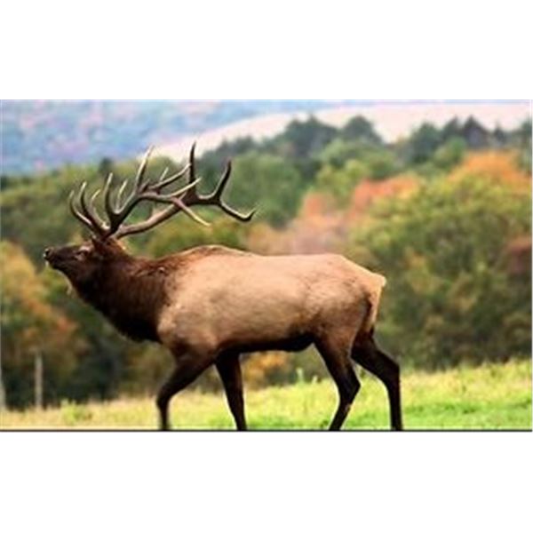 Unguided Colorado Archery Elk Hunt