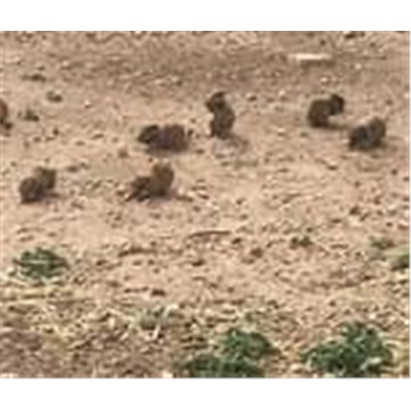 Montana - Prairie Dog Hunt