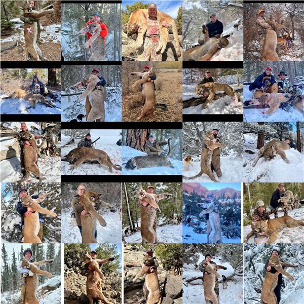 Utah Mountain Lion Hunt 5D, 1H