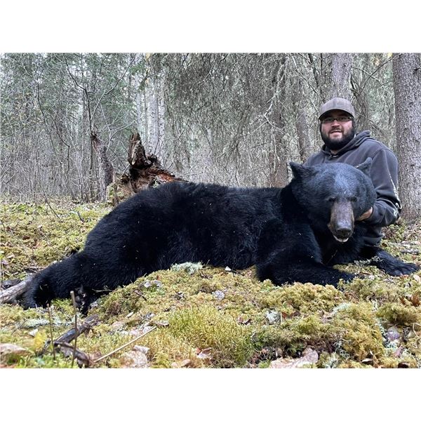 Alberta Black Bear Hunt 6D, 1H, 1NH