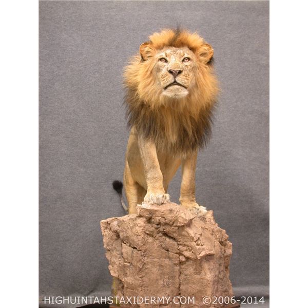 Taxidermy $3,000 Credit