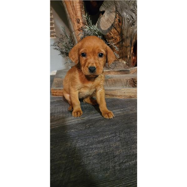 AKC Fox Red Lab