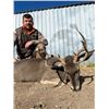 Image 3 : Texas Aoudad or Whitetail Deer Hunt 3D, 4H, 4NH