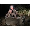 Image 4 : Texas Aoudad or Whitetail Deer Hunt 3D, 4H, 4NH