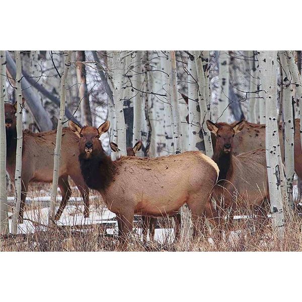 Utah Guided Cow Elk Hunt 3D, 1H