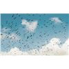 Image 2 : Argentina High-Volume Dove Shoot 3D, 4H