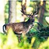 Image 5 : Fallow Buck Hunt in Hungary for One Hunter and Observer