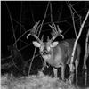 Image 4 : Saskatchewan Trophy Whitetail Deer Hunt for 1 Hunter