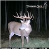 Image 5 : Saskatchewan Trophy Whitetail Deer Hunt for 1 Hunter