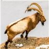 Image 4 : Ten Day Hunt for Mid-Asian Ibex in Tajikistan