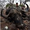 Image 3 : Cape Buffalo and Blue Wildebeest Hunt for 2 Hunters and 2 Observers- South Africa