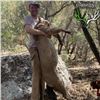Image 3 : Arizona 5-Day Mountain Lion Hunt for One Hunter