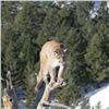 Image 4 : Arizona 5-Day Mountain Lion Hunt for One Hunter