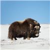 Image 3 : Five Day Musk Ox Hunt in the Northwest Territories