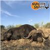Image 3 : South Africa 7-Day Cape Buffalo Hunt for 1 Hunter