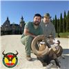 Image 1 : Spain 4-Day Iberian Mouflon Sheep Hunt for One Hunter
