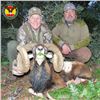 Image 2 : Spain 4-Day Iberian Mouflon Sheep Hunt for One Hunter