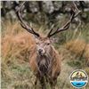 Image 3 : Scotland 5-Day Red Stag and Soay Sheep Hunt for 1 Hunter and 1 Observer