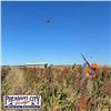 Image 4 : Two Day Pheasant Hunt for 2 in South Dakota