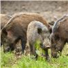 Image 2 : Three Day Texas Wild Boar Hunt for 4 Hunters