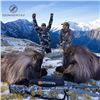 Image 1 : Four Day New Zealand Tahr Hunt for 1 Hunter and 1 Observer