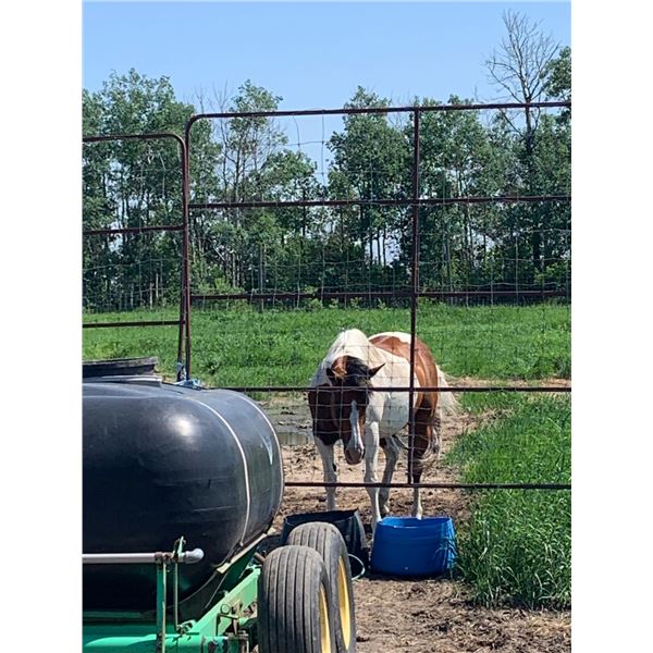 Pinto Horse - Broke