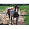 Image 4 : Pinto Horse - Broke