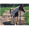 Image 5 : Pinto Horse - Broke