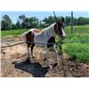 Image 6 : Pinto Horse - Broke