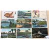 Image 2 : Black Americana Postcards with Alligators 32 Cards