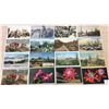 Image 2 : Cactus Postcards 150+