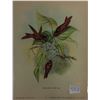 Image 1 : 5 Vintage Gould Bird Prints