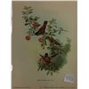 Image 3 : 5 Vintage Gould Bird Prints