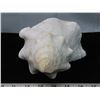 Image 2 : Beautiful Large seashell – 13.5” long