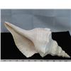 Image 4 : Beautiful Large seashell – 13.5” long