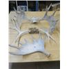 Image 1 : moose antler lot (old)