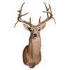 King Ranch White-Tail Taxidermy Mount