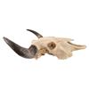 Image 2 : Buffalo Skull and Horns