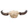 Image 4 : Buffalo Skull and Horns