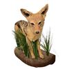 Image 1 : Grey Fox Taxidermy Mount