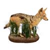 Image 2 : Grey Fox Taxidermy Mount