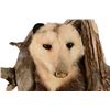 Image 2 : Opossum Taxidermy Mount