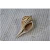 Image 3 : Tea Cup (Made in Japan) - Collector Colorado Spoons - Sea Shell