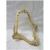 Image 2 : Shark Jaw w/ Teeth 13"x15"